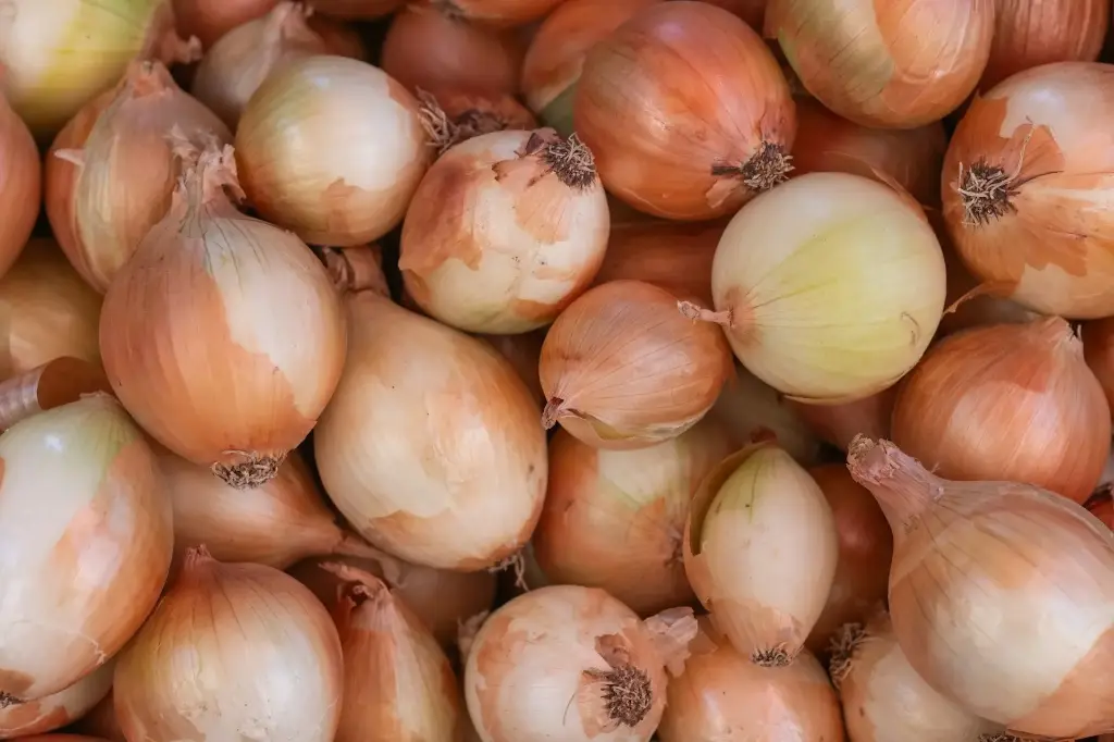 Cebolla