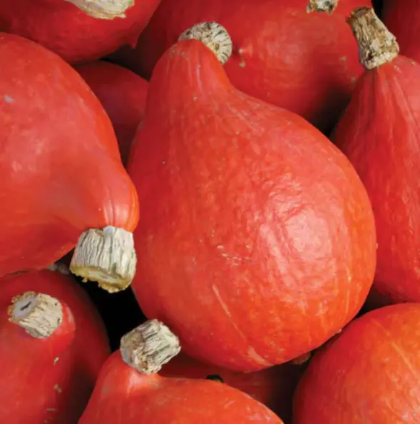 Calabaza potimarrón - Veigaverde