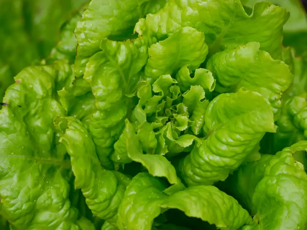 Lechuga - Veigaverde